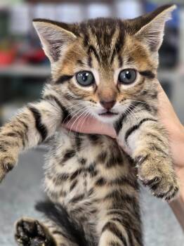 Dilly -  Domestic Short Hair Cat for Adoption in Carthage, Missouri - Dilly | PetCurious