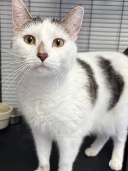 Rescue Domestic Short Hair Cats for Adoption in Midland, Texas - Elsa | PetCurious