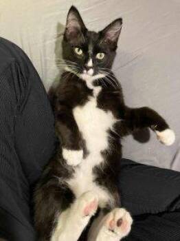 Rescue Domestic Short Hair Cats for Adoption in Anchorage, Alaska - Phineas | PetCurious