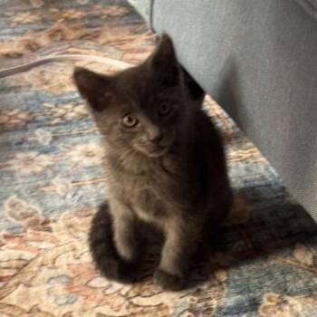 Mickey -  Domestic Medium Hair Cat for Adoption in Nowata, Oklahoma - Mickey | PetCurious