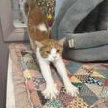 Mina -  Domestic Short Hair Cat for Adoption in Knoxville, Tennessee - Mina | PetCurious