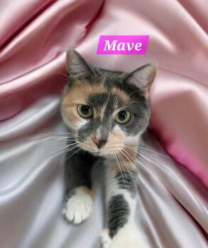 Domestic Short Hair Cats Available for Adoption in Jim Thorpe, Pennsylvania - Maeve | PetCurious