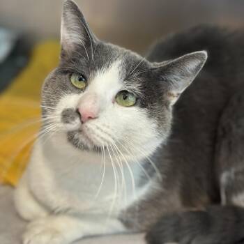 Domestic Short Hair Cats Available for Adoption in Matteson, Illinois - Paladin | PetCurious