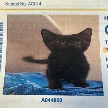 Olivander -  Domestic Short Hair Cat for Adoption in Lake Jackson, Texas - Olivander | PetCurious