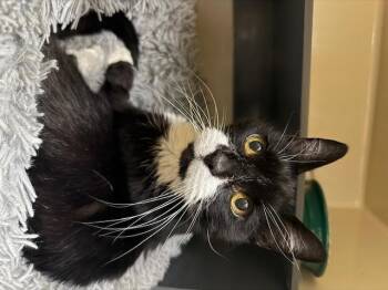 Rescue Domestic Short Hair Cats for Adoption in Saranac Lake, New York - Moxie | PetCurious