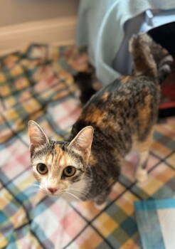 Rescue Torbie and Tabby Cats for Adoption in Georgetown, Kentucky - Kat Timpf - Must Apply In Person | PetCurious