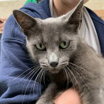 Acacia -  Domestic Short Hair Cat for Adoption in Ojai, California - Acacia | PetCurious