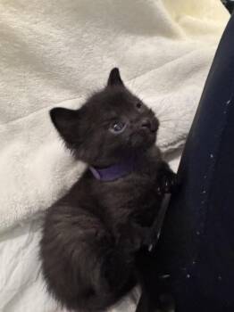 Domestic Short Hair Cats Available for Adoption in Chicago, Illinois - Bambino | PetCurious