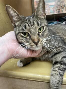 Domestic Short Hair Cats Available for Adoption in Metamora, Illinois - Eve | PetCurious