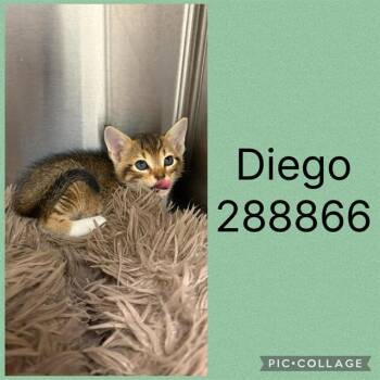 DIEGO -  Domestic Short Hair Cat for Adoption in Macon, Georgia - DIEGO | PetCurious