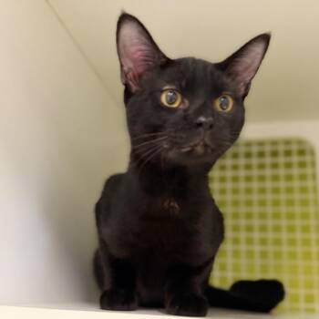 Damon -  Domestic Short Hair Cat for Adoption in Tallahassee, Florida - Damon | PetCurious