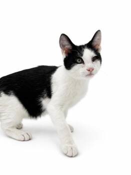 Fido & Finley -  Domestic Short Hair Cat for Adoption in Bowling Green, Kentucky - Fido & Finley | PetCurious