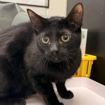 Domestic Short Hair Cats Available for Adoption - Shadow | PetCurious