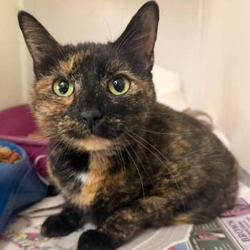 Domestic Short Hair Cats Available for Adoption in Washington, District Of Columbia - Giselle (16867) | PetCurious