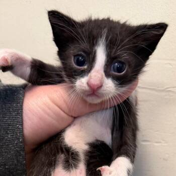 Tik -  Domestic Short Hair Cat for Adoption in League City, Texas - Tik | PetCurious