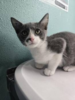 Zip Line -  Domestic Short Hair Cat for Adoption in Sherwood, Oregon - Zip Line | PetCurious