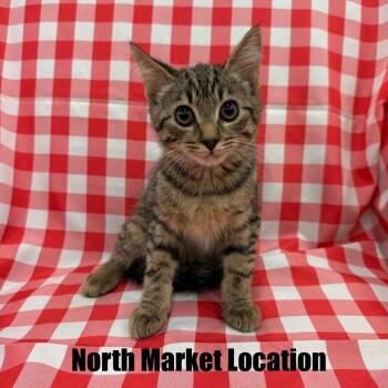 Orzo -  Domestic Short Hair Cat for Adoption in Raleigh, North Carolina - Orzo | PetCurious