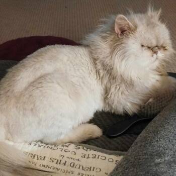 Pearl -  Persian Cat for Adoption in Tulsa, Oklahoma - Pearl | PetCurious