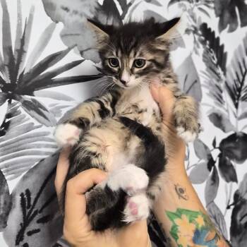 Truffle -  Domestic Long Hair Cat for Adoption in Wahiawa, Hawaii - Truffle | PetCurious