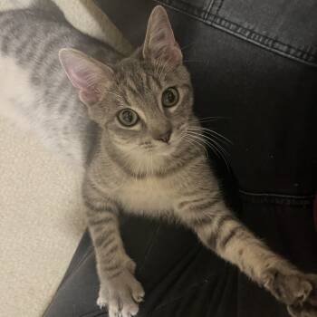 Rescue American Shorthair Cats for Adoption in Grantsville, Utah - Beans | PetCurious