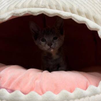 Mouse -  Domestic Short Hair Cat for Adoption in Fort Smith, Arkansas - Mouse | PetCurious