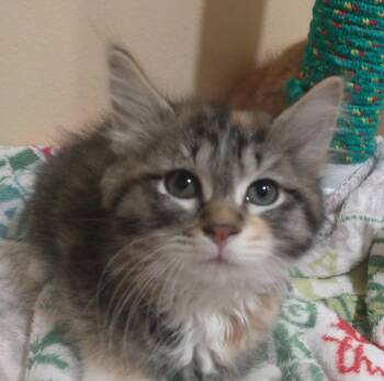 Delilah -  Domestic Medium Hair Cat for Adoption in Tomah, Wisconsin - Delilah | PetCurious