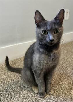 CHERRY -  Domestic Short Hair Cat for Adoption in Fort Wayne, Indiana - CHERRY | PetCurious