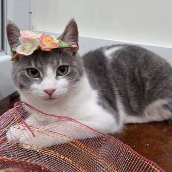 Rescue Domestic Short Hair Cats for Adoption in Magnolia Springs, Alabama - Foxie | PetCurious