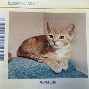 Chardonnay -  Domestic Short Hair Cat for Adoption in Lake Jackson, Texas - Chardonnay | PetCurious