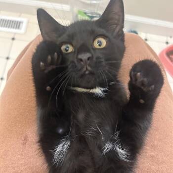 Titus -  Domestic Short Hair Cat for Adoption in Harrisonburg, Virginia - Titus | PetCurious