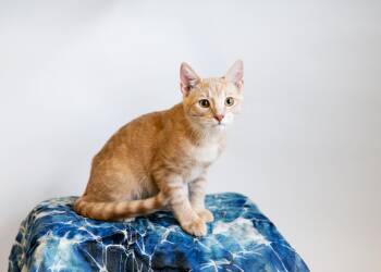 Rescue Domestic Short Hair Cats for Adoption in Birmingham, Alabama - Goose | PetCurious