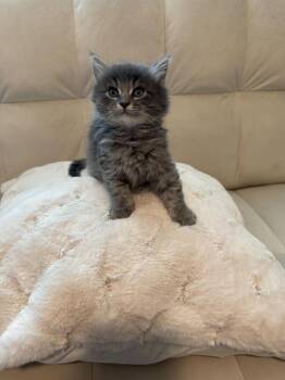 King -  Domestic Long Hair Cat for Adoption in Lancaster, California - King | PetCurious