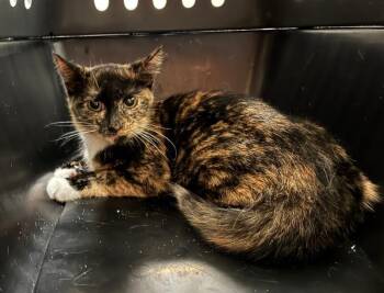Shyloh -  Tortoiseshell Cat for Adoption in Cincinnati, Ohio - Shyloh | PetCurious