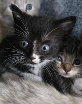 Rescue Domestic Short Hair Cats for Adoption in Dallas, Texas - KAREN | PetCurious