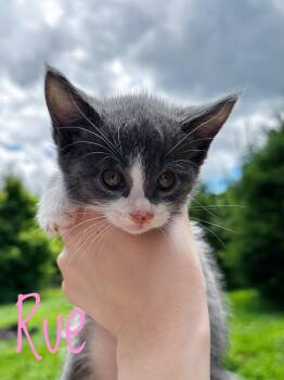 Rue -  Domestic Short Hair Cat for Adoption in Bethel, Ohio - Rue | PetCurious