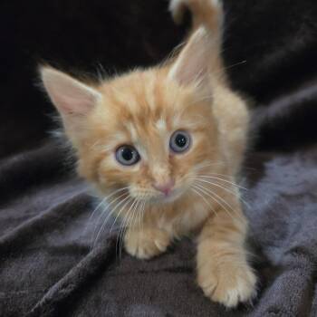 Latte -  Domestic Long Hair Cat for Adoption in Baytown, Texas - Latte | PetCurious