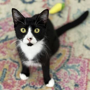Rescue Domestic Short Hair Cats for Adoption in Long Beach, New York - Sadie | PetCurious