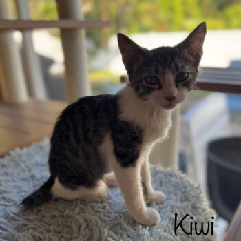 Rescue Domestic Short Hair and American Bobtail Cats for Adoption in Titusville, Florida - Kiwi | PetCurious