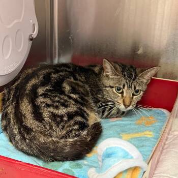 Mira -  Domestic Short Hair Cat for Adoption in Westminster, California - Mira | PetCurious