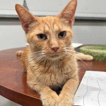 Rescue Domestic Short Hair Cats for Adoption in Shelbyville, Indiana - Honey | PetCurious