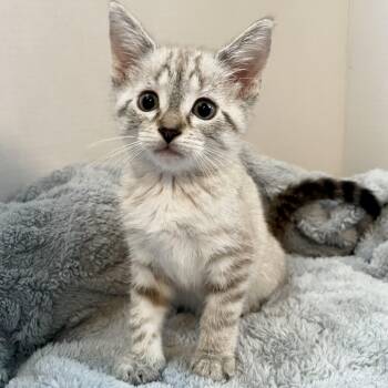 Lotus -  Siamese Cat for Adoption in Greensboro, North Carolina - Lotus | PetCurious