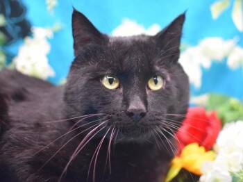 Domestic Short Hair Cats Available for Adoption - Seth Panther | PetCurious