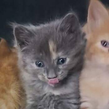 Aurora -  Domestic Medium Hair Cat for Adoption in Hemet, California - Aurora | PetCurious