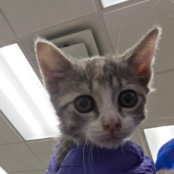 Strawberry Shortcake -  Domestic Short Hair Cat for Adoption in Chattanooga, Tennessee - Strawberry Shortcake | PetCurious
