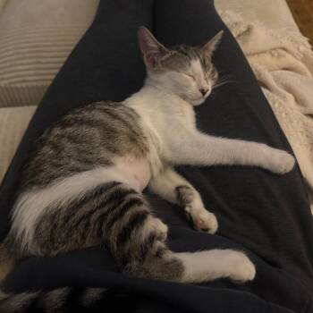 Olivia -  Domestic Short Hair Cat for Adoption - Olivia | PetCurious