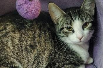 Domestic Short Hair Cats Available for Adoption - Tonya | PetCurious