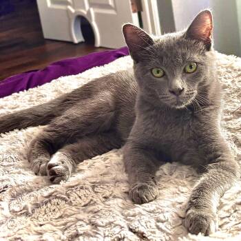 Bo Peep -  Domestic Short Hair Cat for Adoption in Tampa, Florida - Bo Peep | PetCurious
