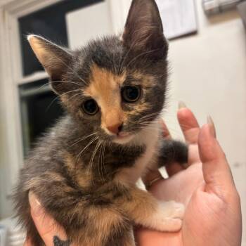 Daisy -  Domestic Short Hair Cat for Adoption in Hopewell, Virginia - Daisy | PetCurious