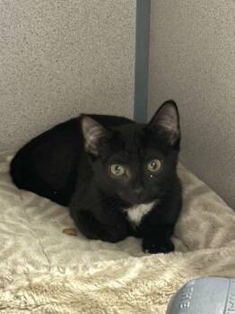 Tootie -  Domestic Short Hair Cat for Adoption in Alexandria, Virginia - Tootie | PetCurious