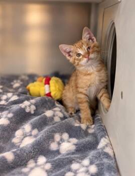 Scribble -  Domestic Short Hair Cat for Adoption in Lafayette, Louisiana - Scribble | PetCurious